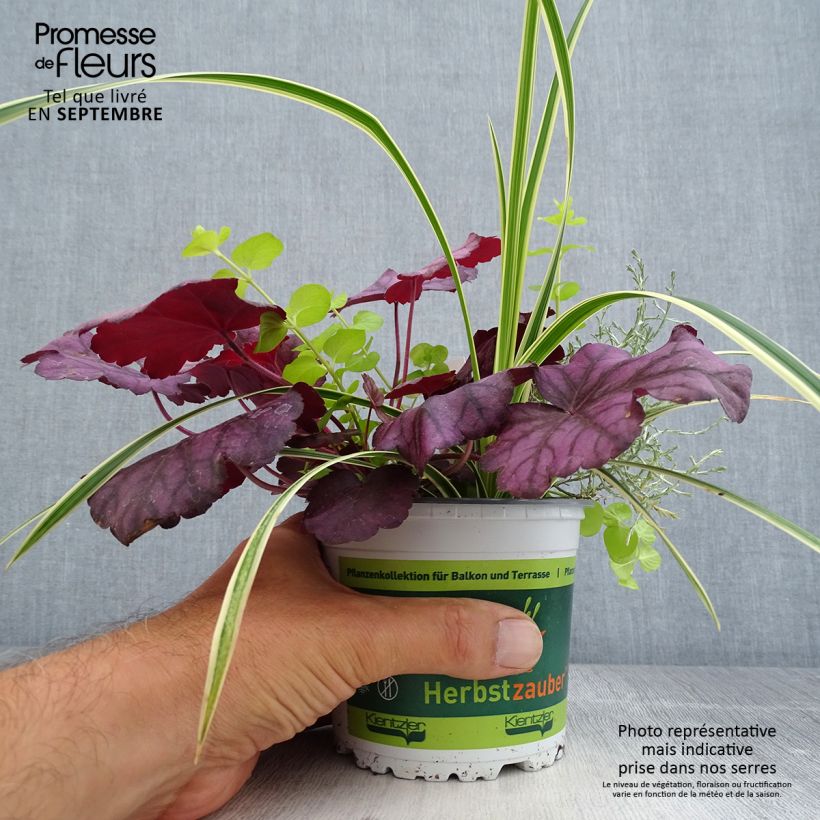 Exemplaar van Silent Sunday-samenstelling - samenstelling van 4 planten Pot van 12 cm / 13 cm zoals geleverd in de herfst