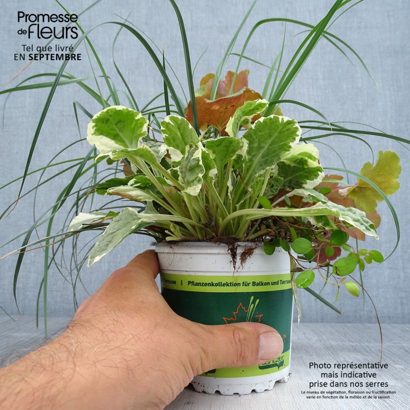 Exemplaar van Sunkissed-samenstelling - samenstelling van 4 planten Pot van 12 cm / 13 cm zoals geleverd in de herfst