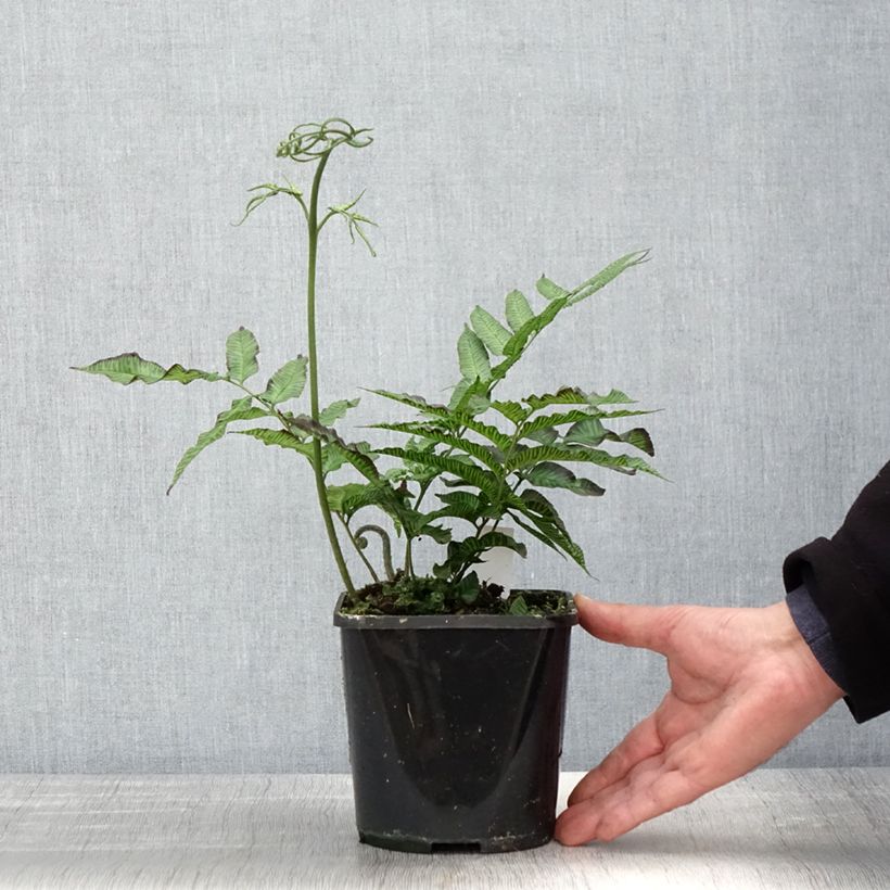 Exemplaar van Coniogramme emeiensis - Chinese bamboevaren Pot van 2 l/3 l zoals geleverd in de lente