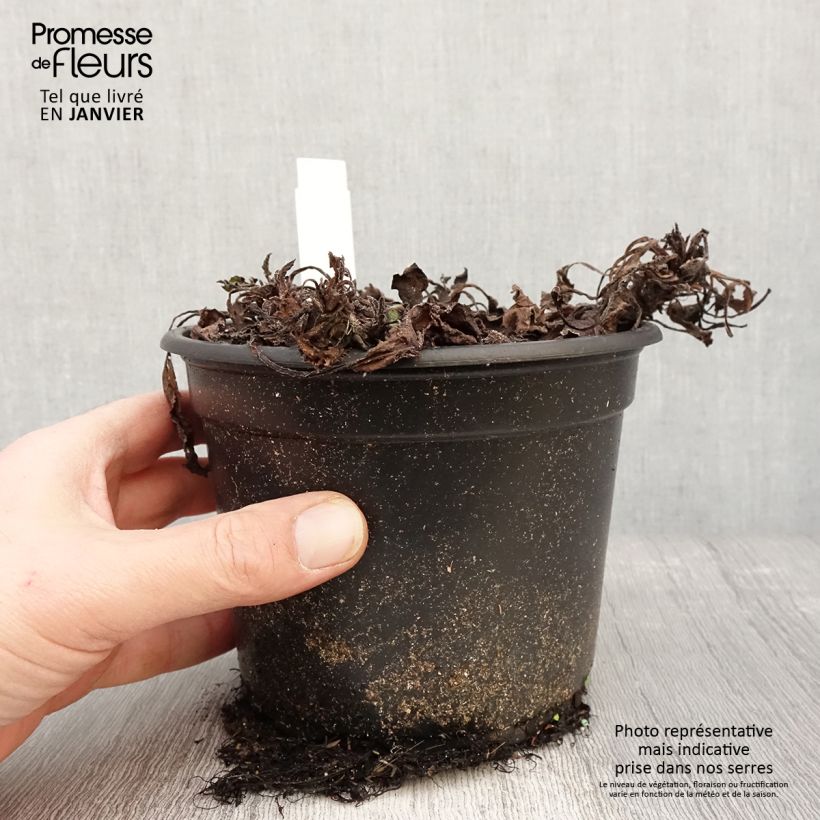 Example of Symphytum grandiflorum - Smeerwortel Pot van 2 l/3 l as you get in hiver