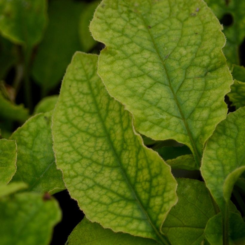 Smeerwortel Hidcote Blue - Symphytum grandiflorum (Foliage)