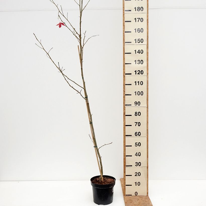 Exemplaar van Liquidambar styraciflua Aurora - Amberboom Pot van 4 l/5 l zoals geleverd in de herfst