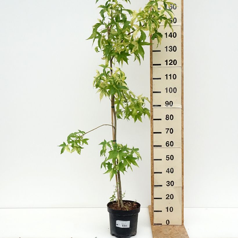 Exemplaar van Liquidambar styraciflua Aurora - Amberboom Pot van 4 l/5 l zoals geleverd in de zomer