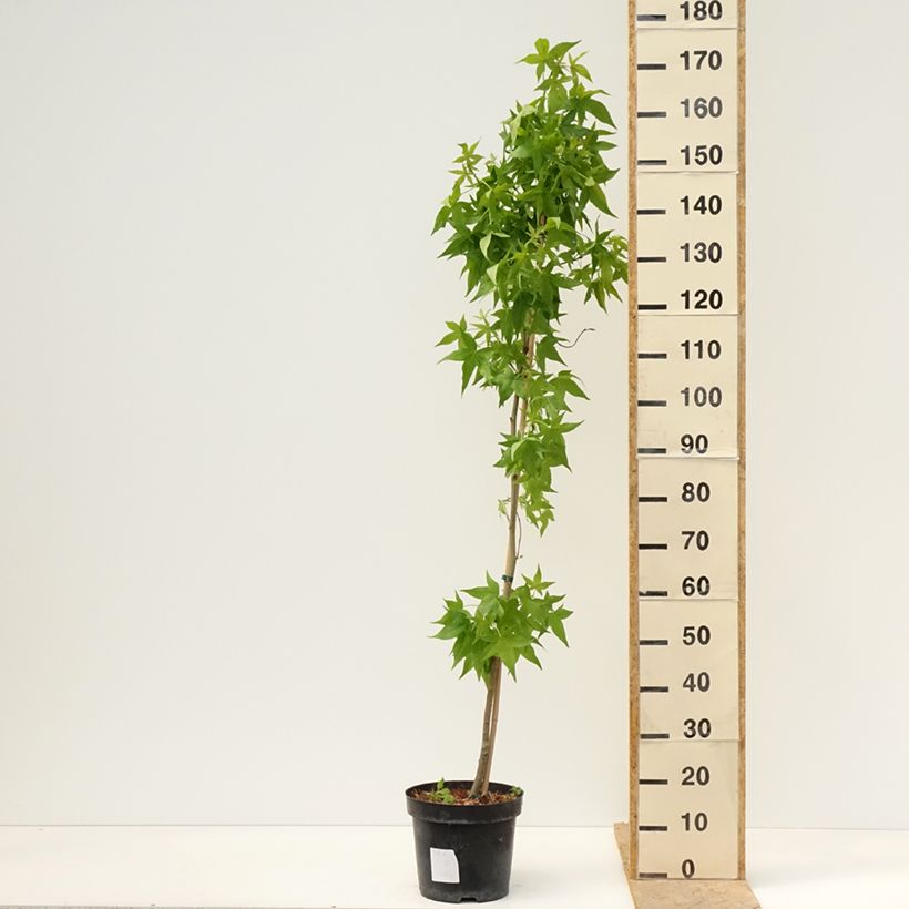Exemplaar van Liquidambar styraciflua Aurora - Amberboom Pot van 4 l/5 l zoals geleverd in de lente