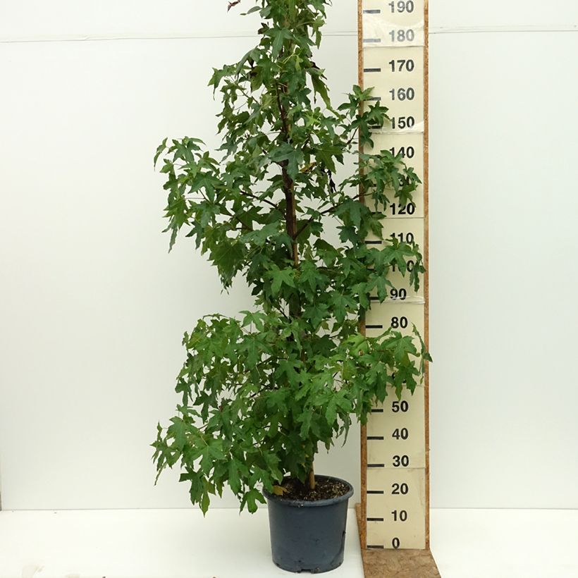 Exemplaar van Liquidambar styracyflua Stella - Amberboom Pot van 12 l/15 l zoals geleverd in de zomer