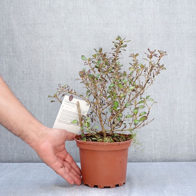 Exemplaar van Coprosma Chocolate Soldier - Spiegelplant Pot van 2 l/3 l zoals geleverd in de zomer