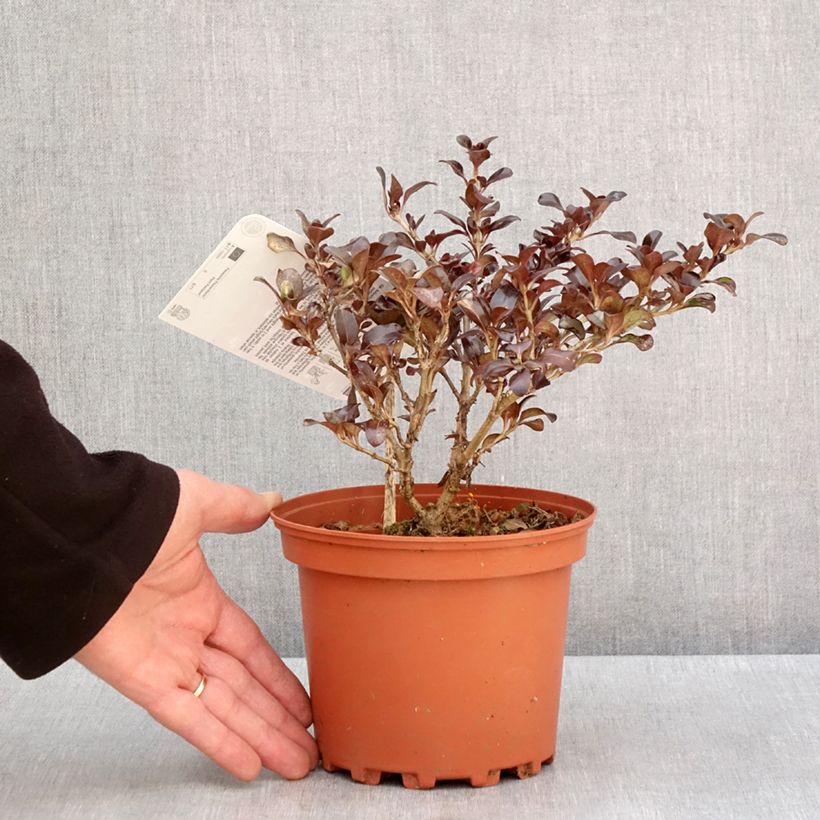 Example of Coprosma Chocolate Soldier Pot van 2 l/3 l as you get in hiver