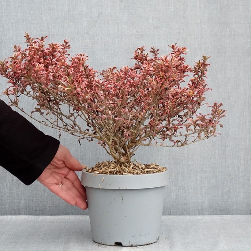 Example of Coprosma Pacific Dawn Pot van 2 l/3 l as you get in hiver