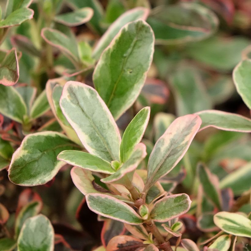 Coprosma Pacific Dawn - Spiegelplant (Blad)