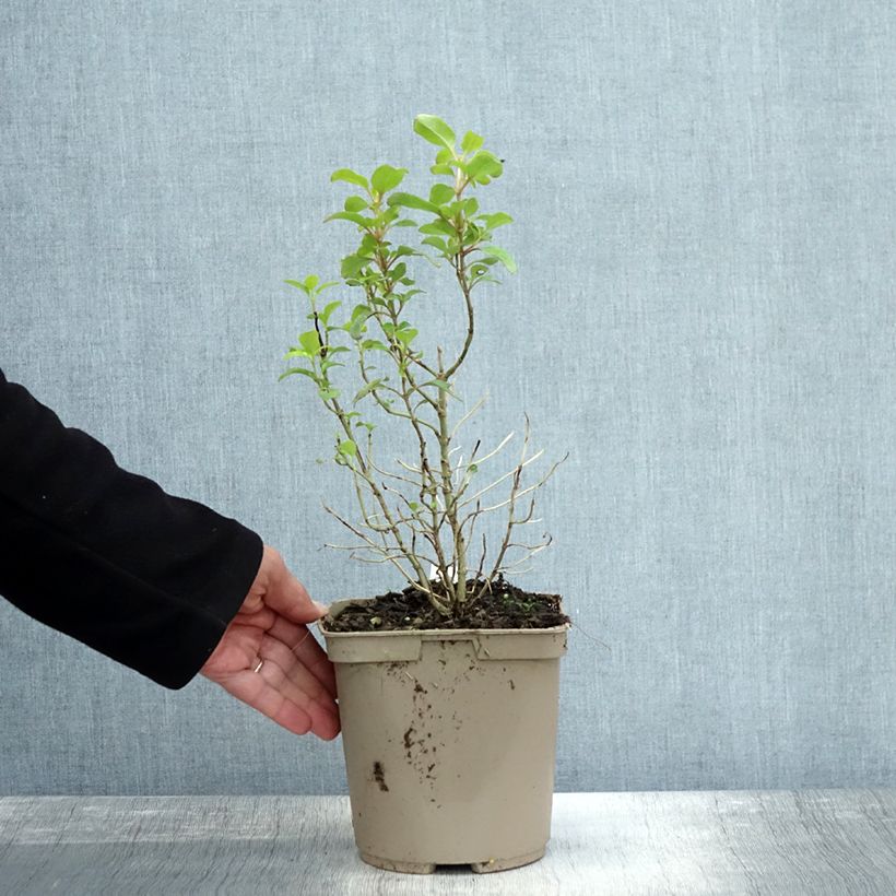 Exemplaar van Coprosma Pina Colada - Spiegelplant Pot van 3 l/4 l zoals geleverd in de herfst