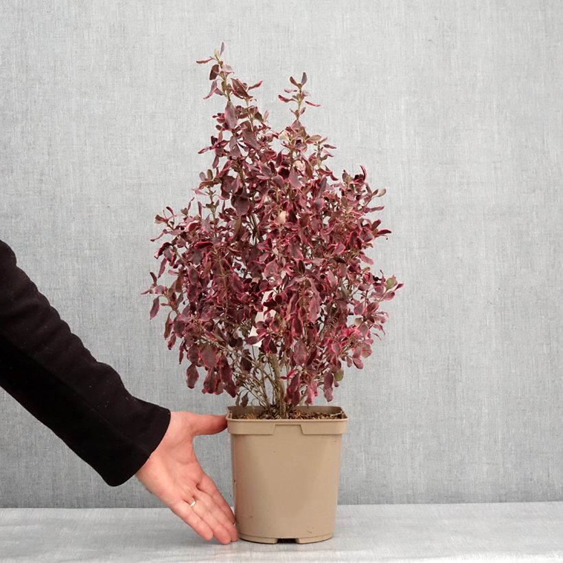 Example of Coprosma repens Eclipse - Spiegelplant Pot van 3 l/4 l as you get in hiver
