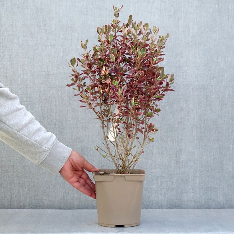 Exemplaar van Coprosma repens Eclipse - Spiegelplant Pot van 3 l/4 l zoals geleverd in de lente
