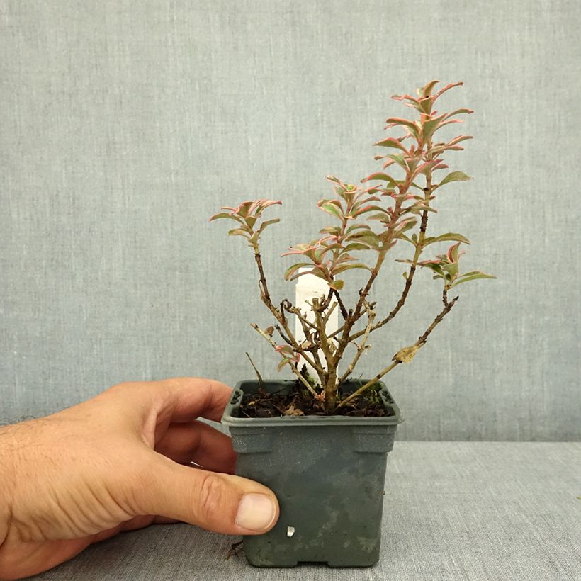 Exemplaar van Coprosma Fire Burst - Spiegelplant Kweekpotje van 8/9 cm zoals geleverd in de zomer