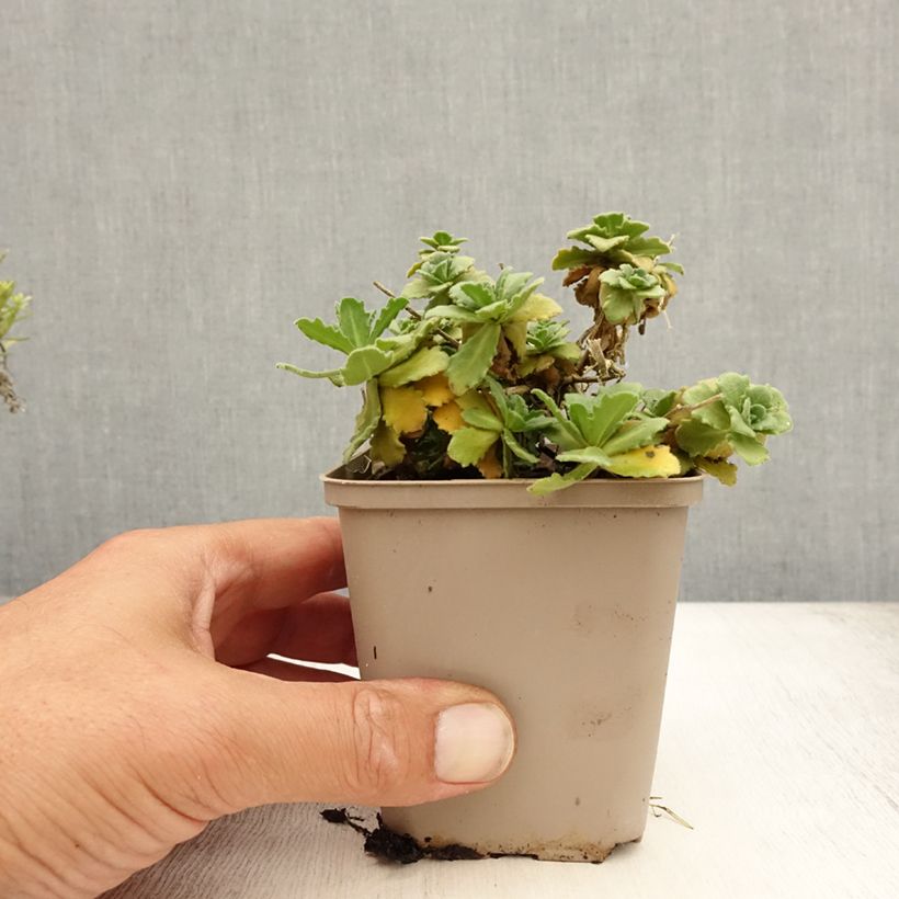 Exemplaar van Arabis caucasica Bakkely - Randjesbloem Kweekpotje van 8/9 cm zoals geleverd in de zomer
