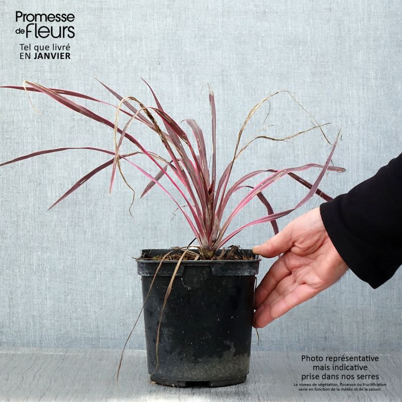 Example of Cordyline australis Cherry Sensation Pot van 2 l/3 l as you get in hiver