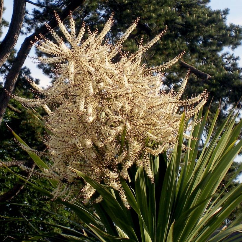 Cordyline australis (Flowering)