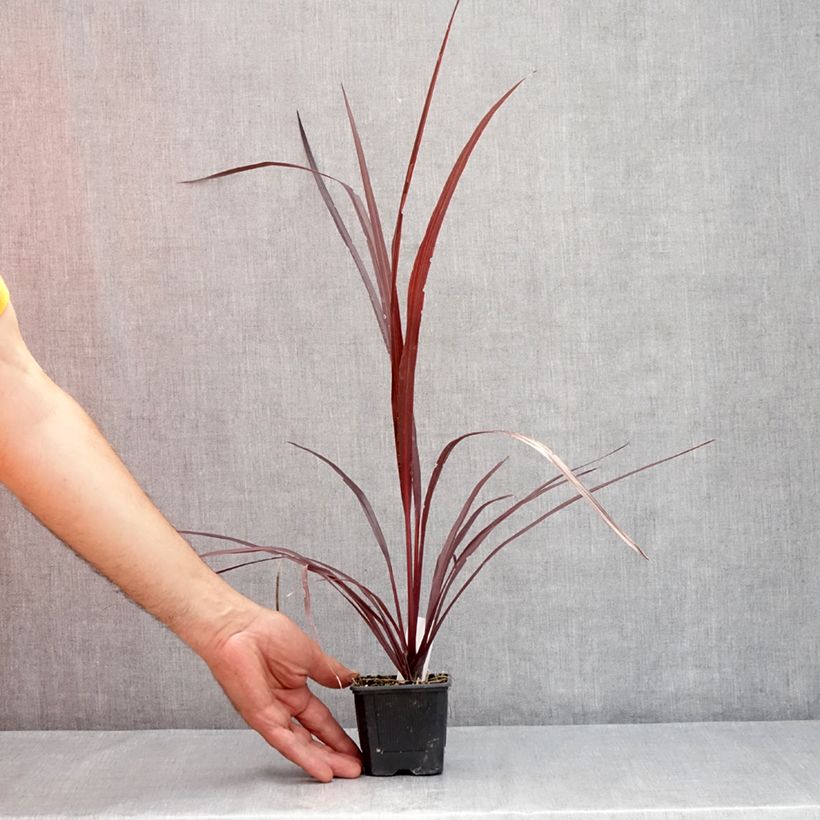 Exemplaar van Cordyline australis Design a Line Burgundy - Koolpalm Kweekpotje van 8/9 cm zoals geleverd in de zomer