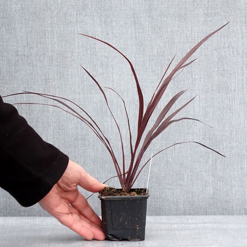 Example of Cordyline australis Design a Line Burgundy - Koolpalm Kweekpotje van 8/9 cm as you get in hiver