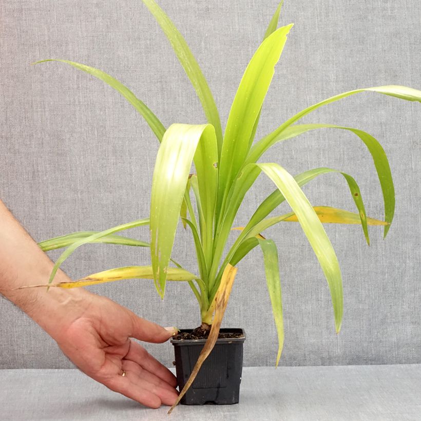 Exemplaar van Cordyline australis Emerald Star Artic Jungle - Koolpalm Kweekpotje van 8/9 cm zoals geleverd in de zomer