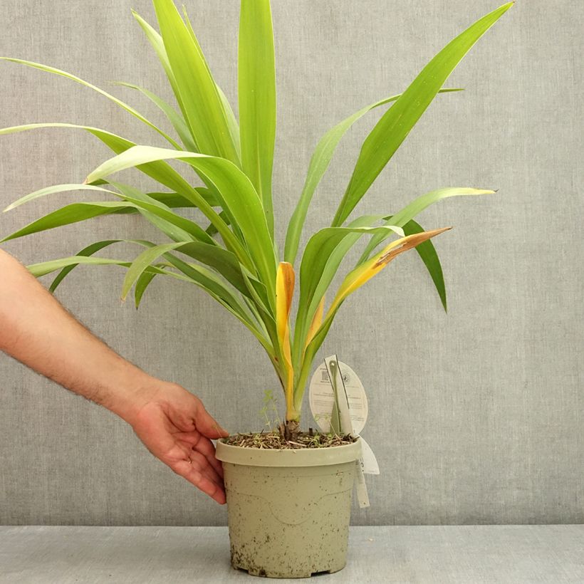 Exemplaar van Cordyline australis Emerald Star Artic Jungle - Koolpalm Pot van 2 l/3 l zoals geleverd in de zomer