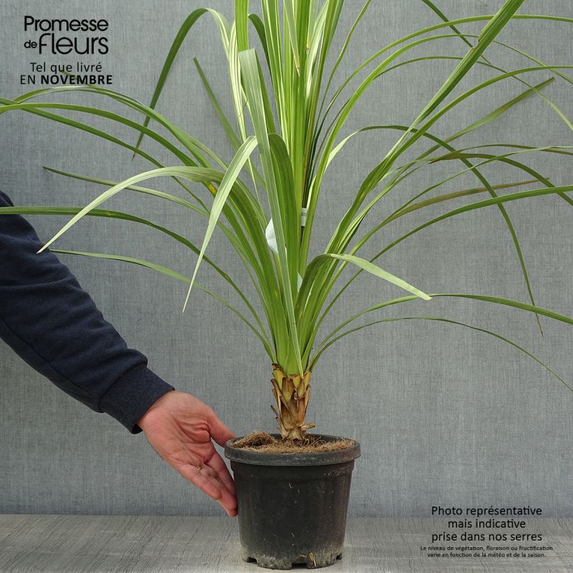 Exemplaar van Cordyline australis Pot van 3 l/4 l zoals geleverd in de herfst