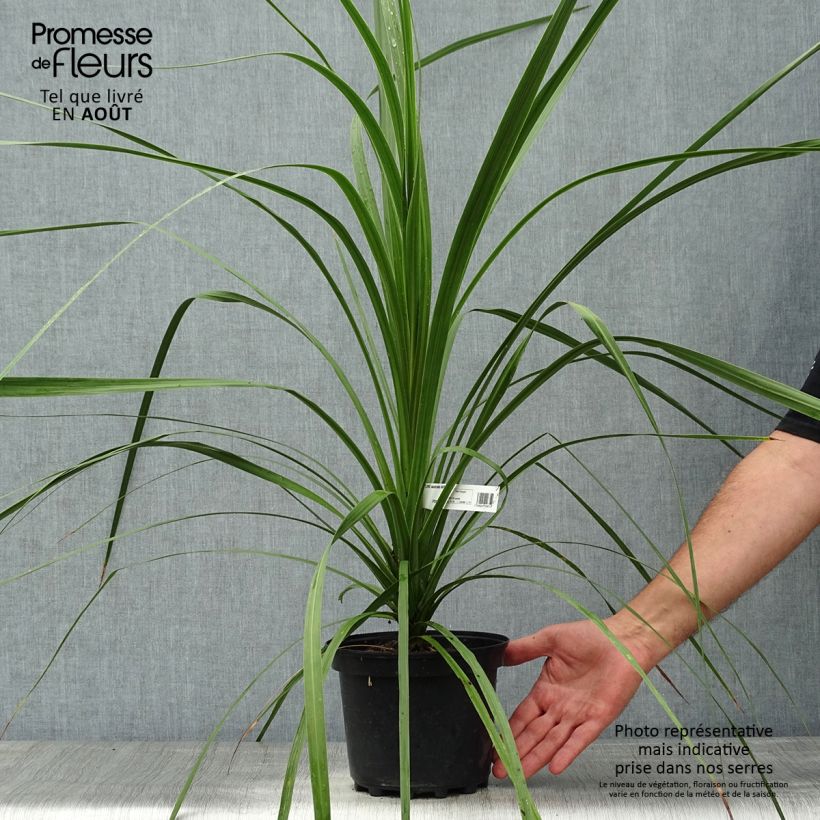 Exemplaar van Cordyline australis Pot van 3 l/4 l zoals geleverd in de zomer