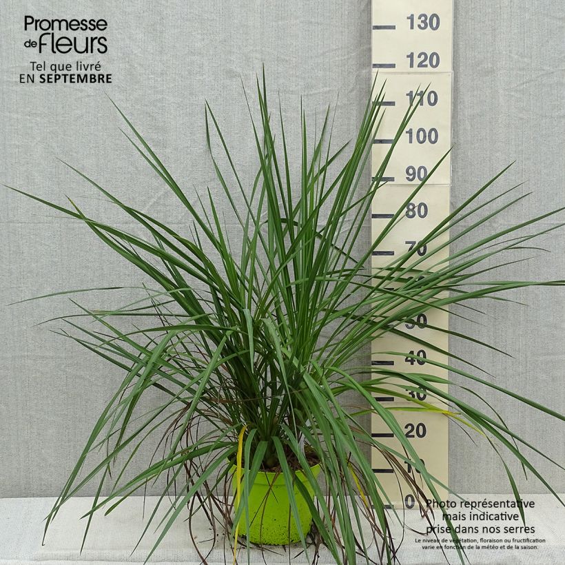 Exemplaar van Cordyline australis Pot van 6 l/7 l zoals geleverd in de herfst