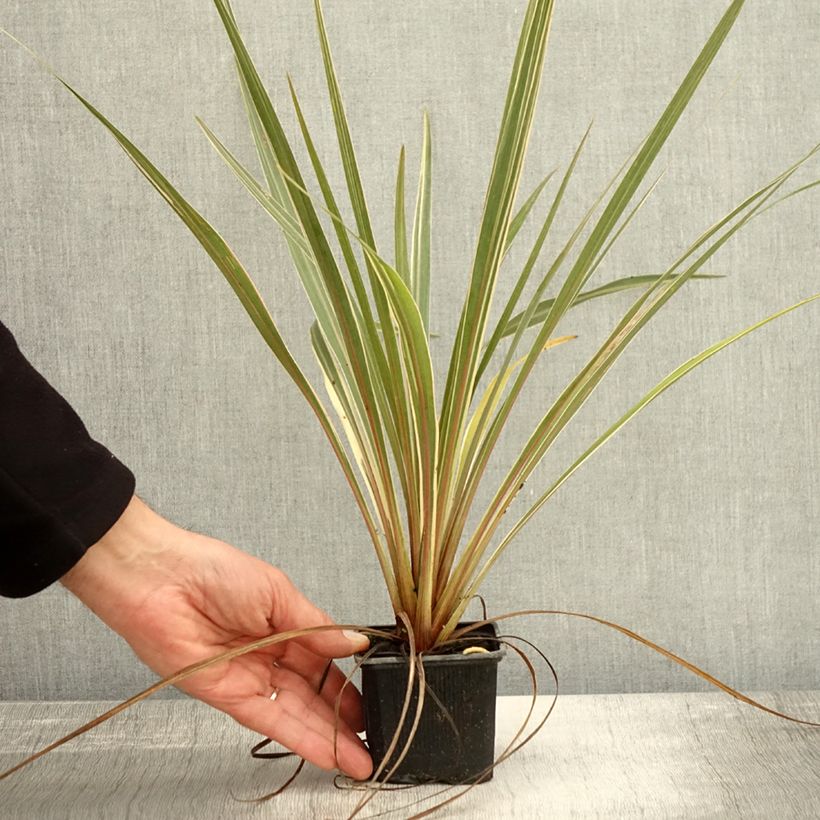 Exemplaar van Cordyline australis Fantasy Godet de 8/9 cm zoals geleverd in de herfst