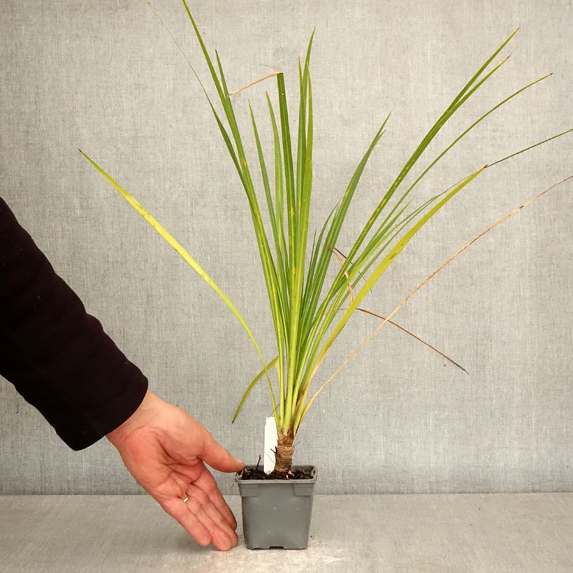 Exemplaar van Cordyline australis Kweekpotje van 8/9 cm zoals geleverd in de lente