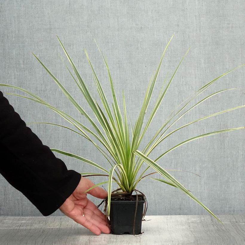 Exemplaar van Cordyline australis Lime Passion Godet de 8/9 cm zoals geleverd in de herfst
