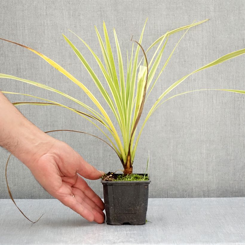 Exemplaar van Cordyline australis Lime Passion - Koolpalm Kweekpotje van 8/9 cm zoals geleverd in de zomer