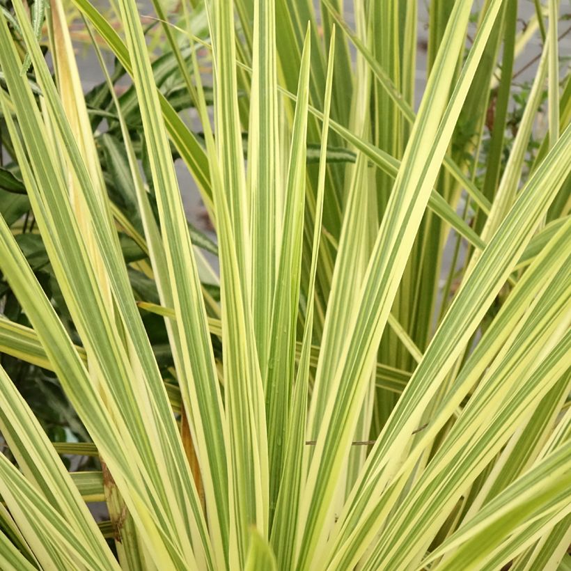 Cordyline australis Lime Passion - Koolpalm (Foliage)
