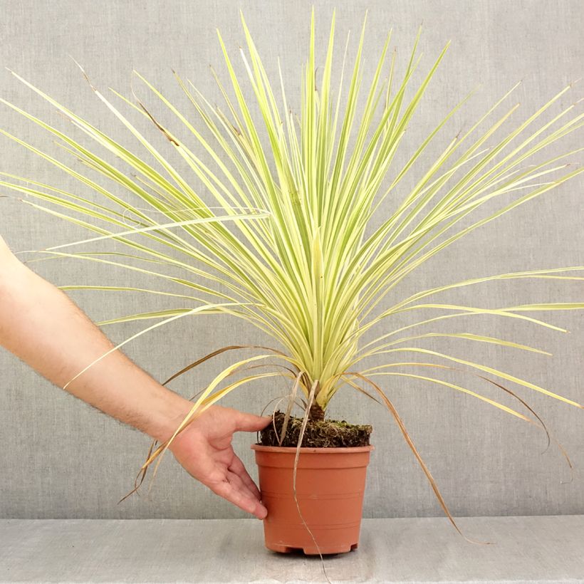 Exemplaar van Cordyline australis Lime Passion - Koolpalm Pot van 2 l/3 l zoals geleverd in de zomer