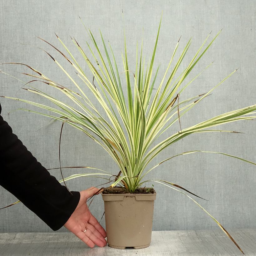 Exemplaar van Cordyline australis Lime Passion Pot de 2L/3L zoals geleverd in de herfst