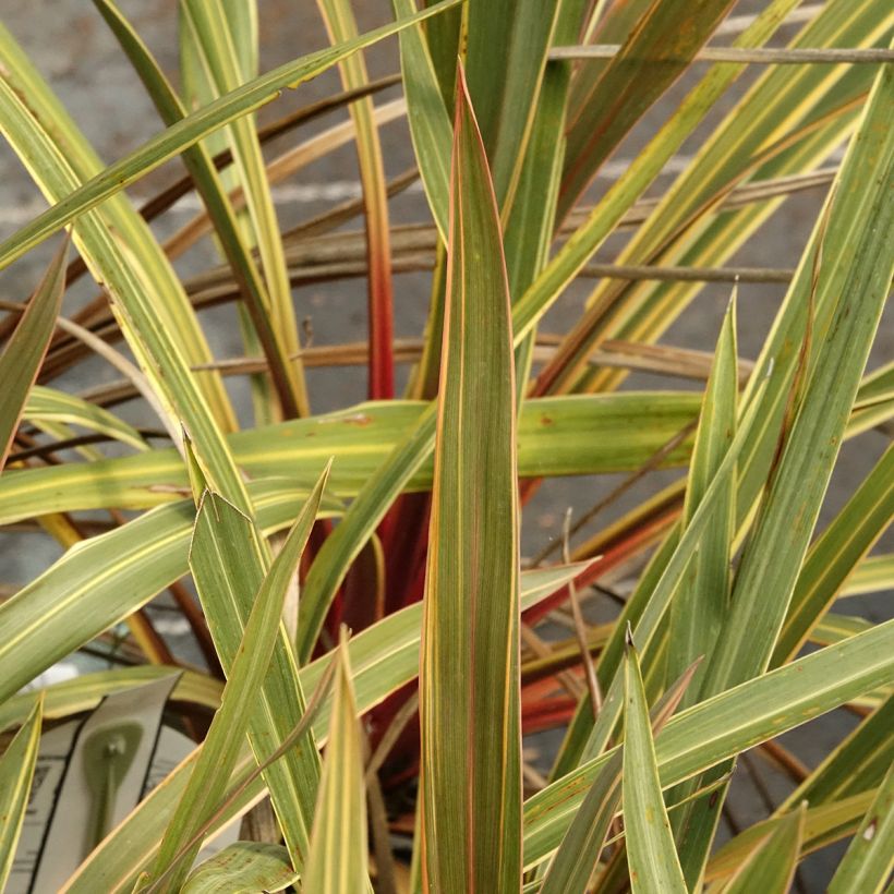 Cordyline australis Magic Star - Koolpalm (Blad)