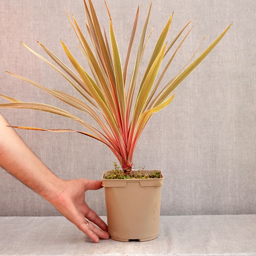 Exemplaar van Cordyline australis Magic Star - Koolpalm Pot van 3 l/4 l zoals geleverd in de zomer