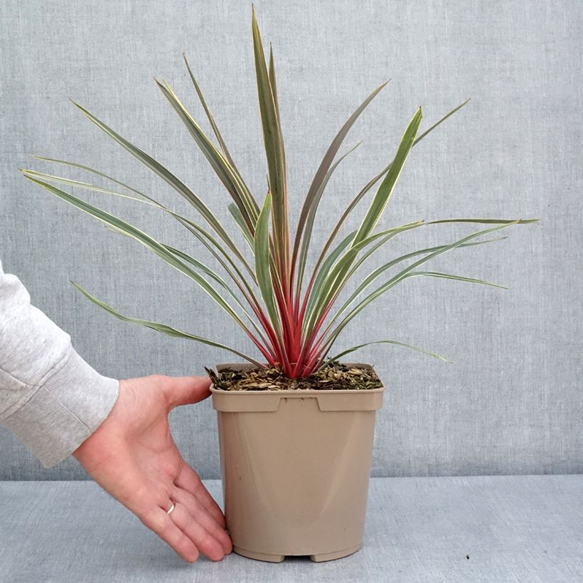 Exemplaar van Cordyline australis Magic Star - Koolpalm Pot van 3 l/4 l zoals geleverd in de lente