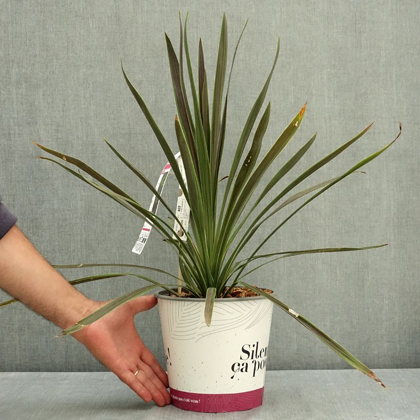 Exemplaar van Cordyline australis Mint Chocolate - Koolpalm Pot van 4 l/5 l zoals geleverd in de zomer