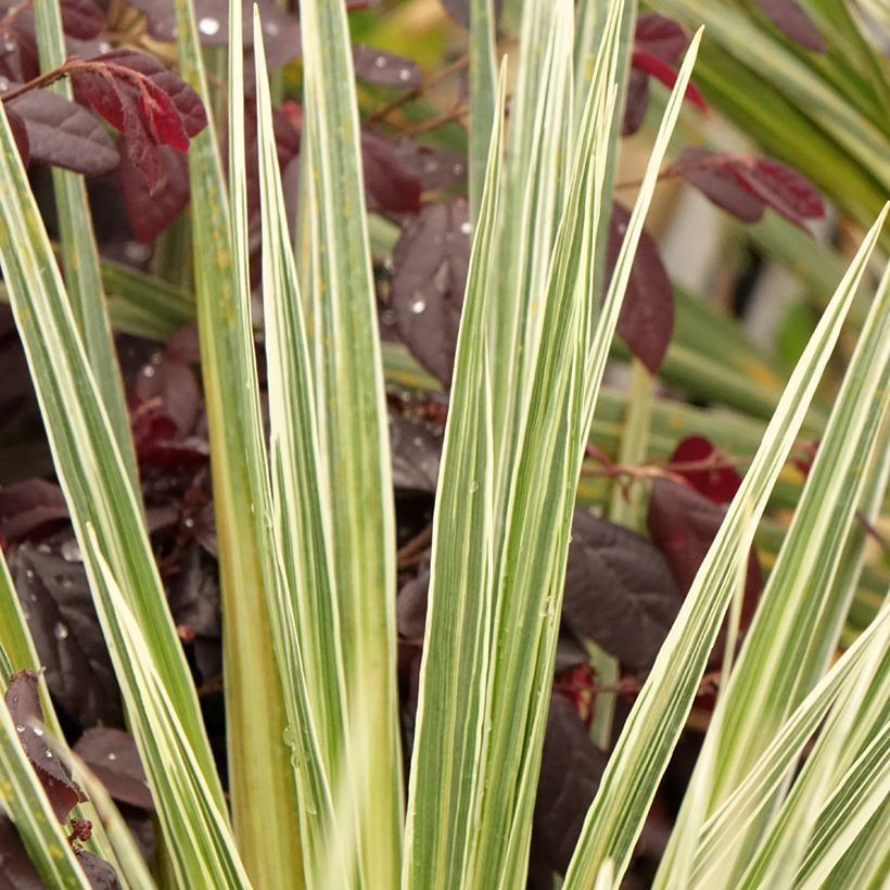 Cordyline australis Pink Champagne - Koolpalm (Blad)
