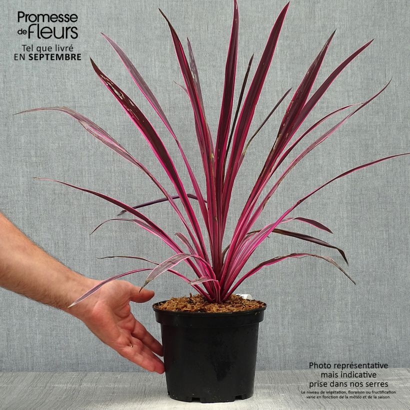 Exemplaar van Cordyline australis Pink Passion - Koolpalm Pot van 2 l/3 l zoals geleverd in de herfst