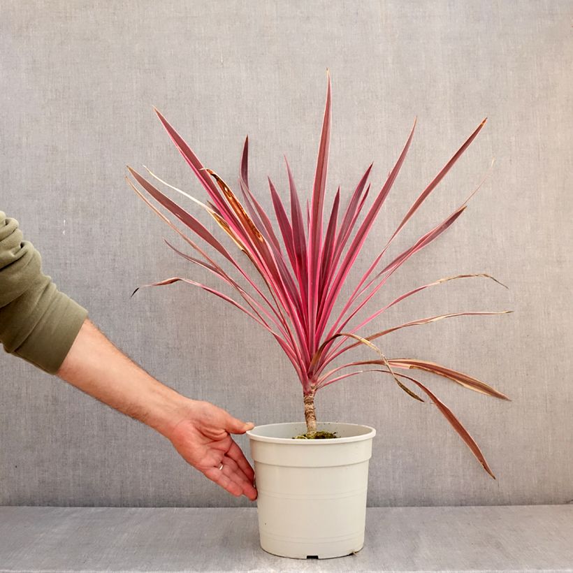 Exemplaar van Cordyline australis Pink Passion - Koolpalm Pot van 4 l/5 l zoals geleverd in de zomer
