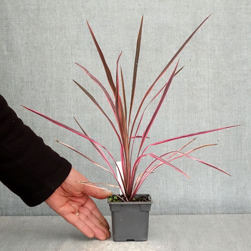 Exemplaar van Cordyline australis Southern Splendour - Koolpalm Kweekpotje van 8/9 cm zoals geleverd in de lente