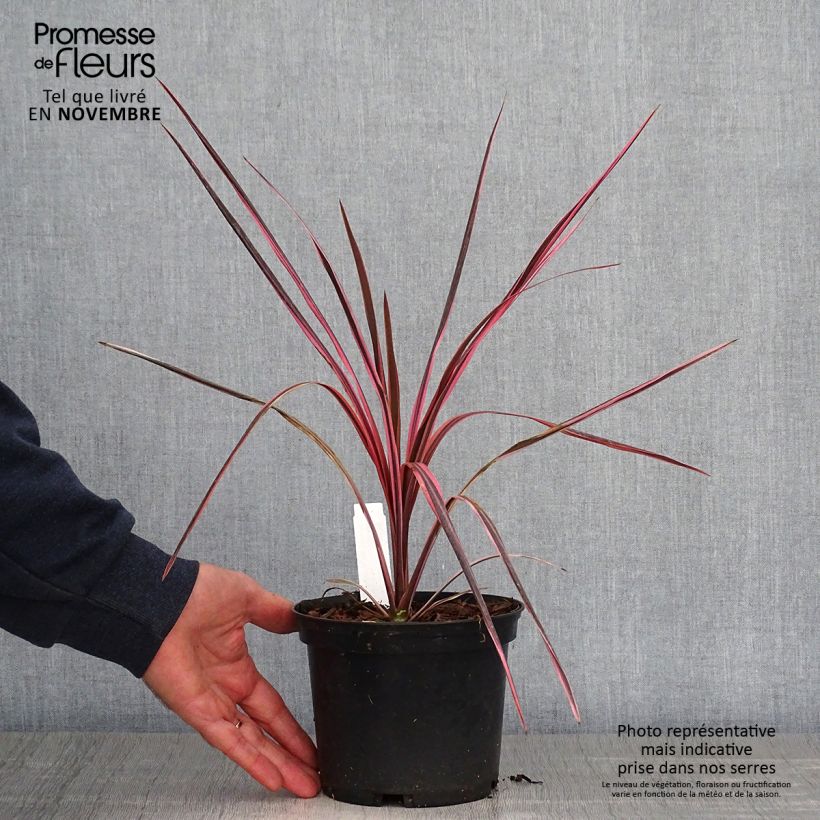 Exemplaar van Cordyline australis Southern Splendour - Koolpalm Pot van 2 l/3 l zoals geleverd in de herfst