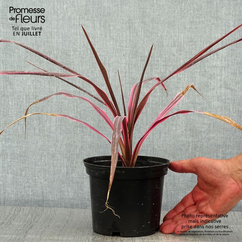 Exemplaar van Cordyline australis Southern Splendour - Koolpalm Pot van 2 l/3 l zoals geleverd in de zomer