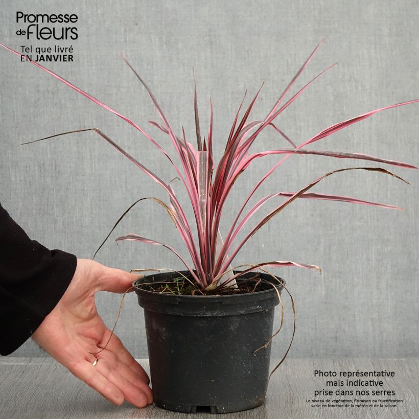 Example of Cordyline australis Southern Splendour Pot van 2 l/3 l as you get in hiver