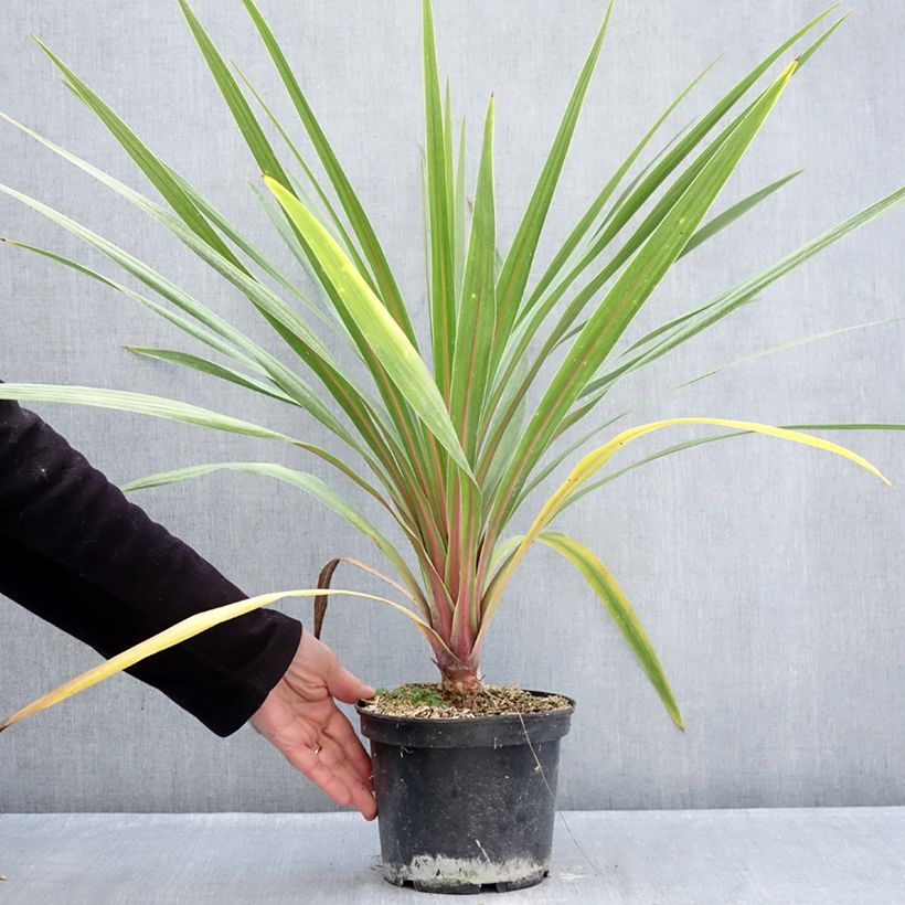 Example of Cordyline australis Sundance Pot van 2 l/3 l as you get in hiver