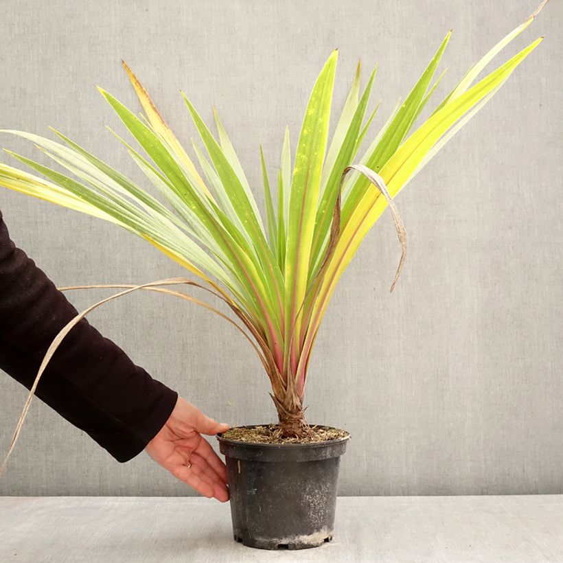 Exemplaar van Cordyline australis Sundance - Koolpalm Pot van 2 l/3 l zoals geleverd in de lente