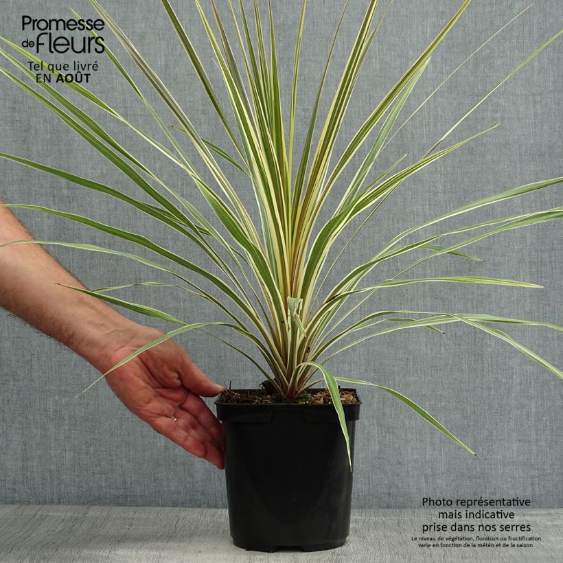 Exemplaar van Cordyline australis Torbay Dazzler - Koolpalm Pot van 2 l/3 l zoals geleverd in de zomer