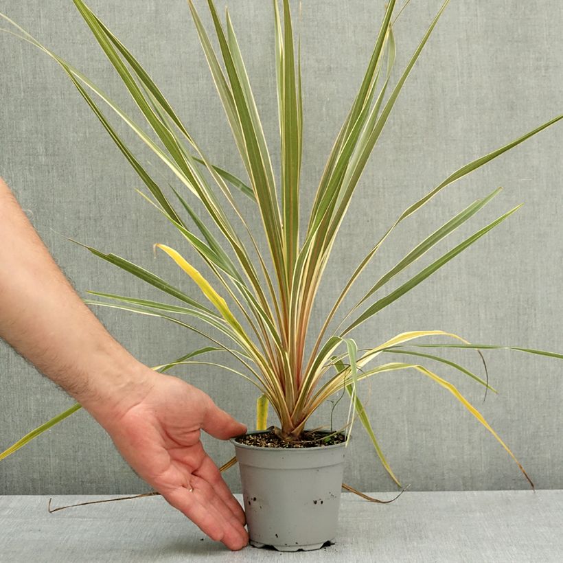 Exemplaar van Cordyline australis Torbay Dazzler - Koolpalm Pot van 12 cm / 13 cm zoals geleverd in de lente