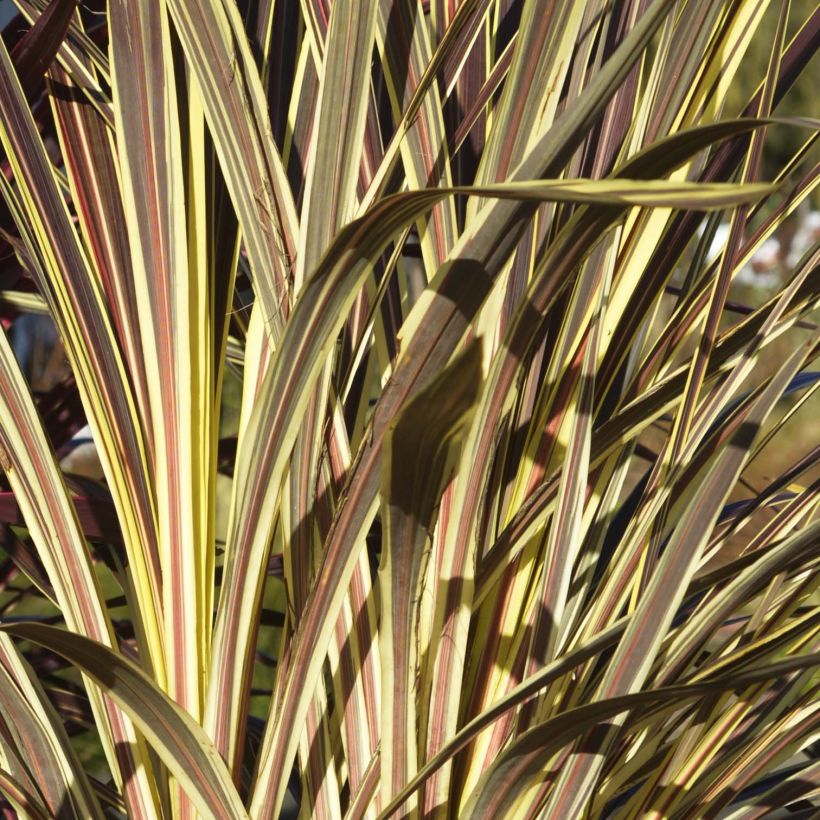 Cordyline banksii Electric Flash - Koolpalm (Foliage)